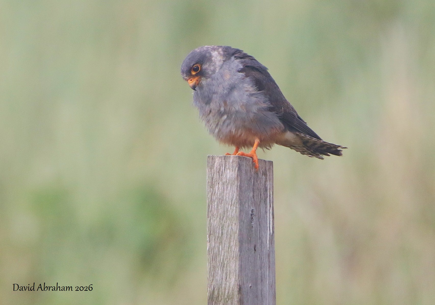 Red-footed Falcon 