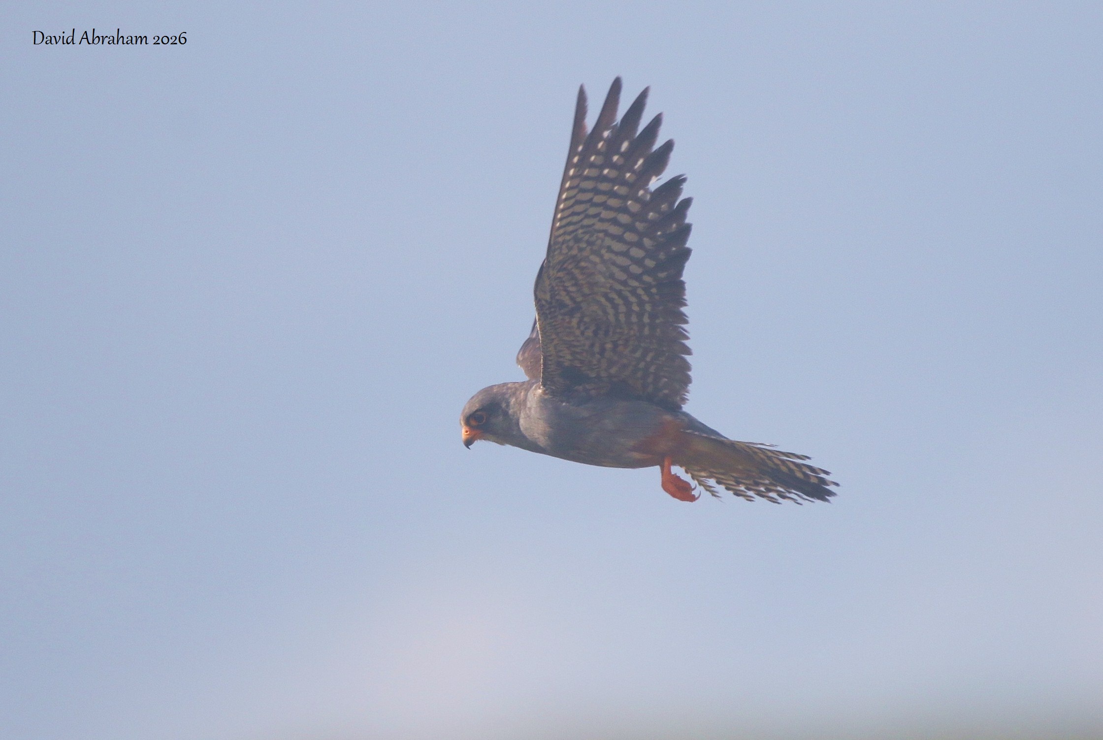 Red-footed Falcon 