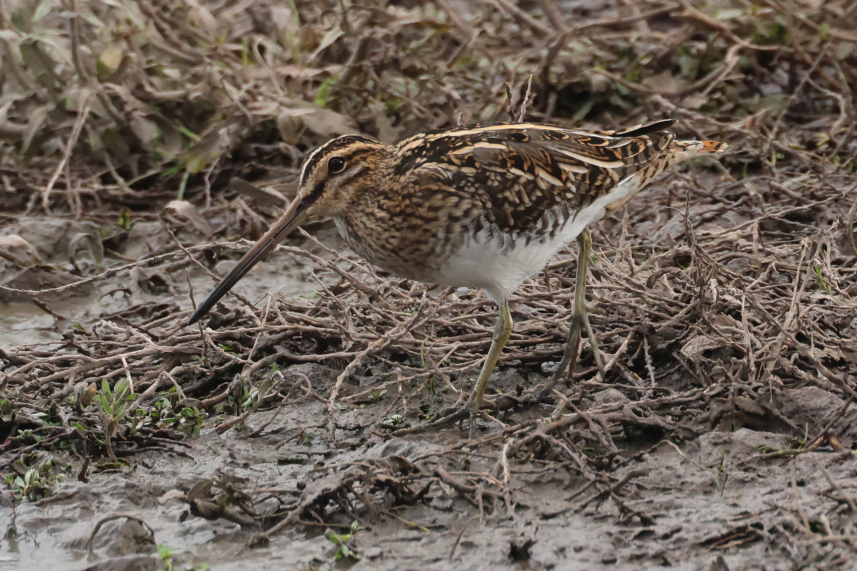 Snipe