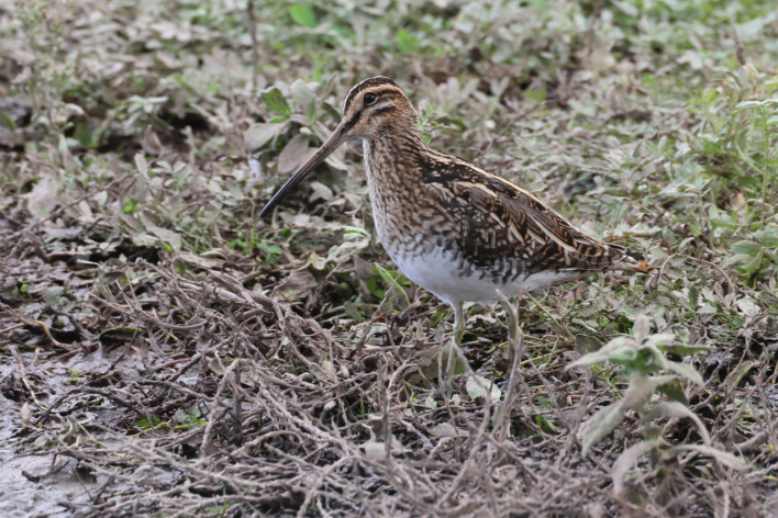 Snipe