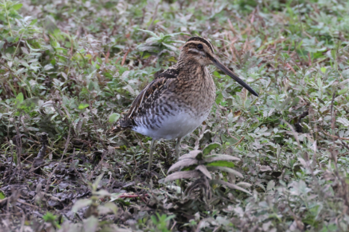 Snipe