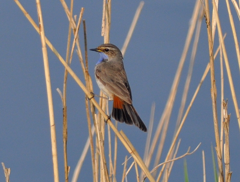 White-spotted Bluethroat
