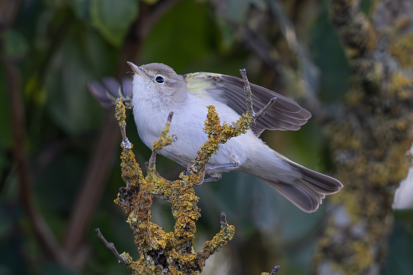 Eastern Bonelli's Warbler