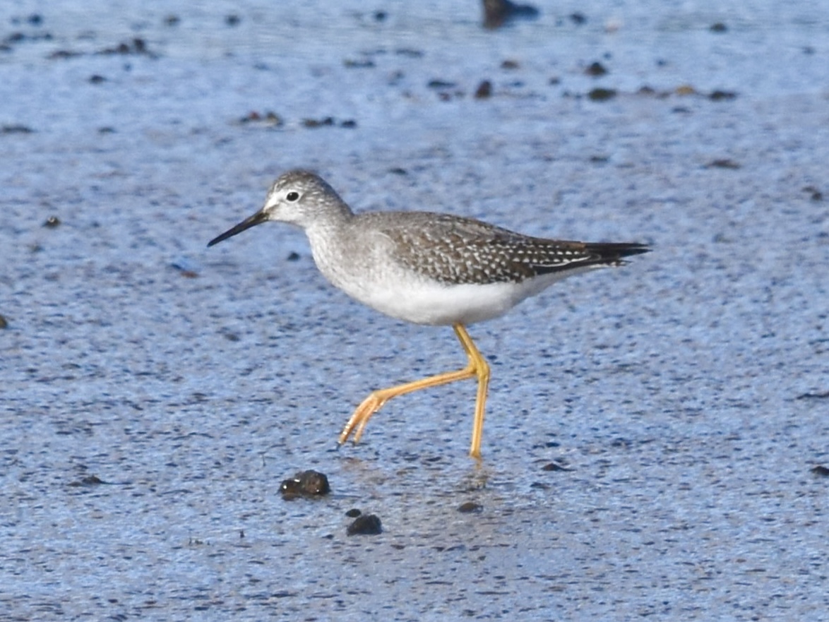 Lesser Yellowlegs