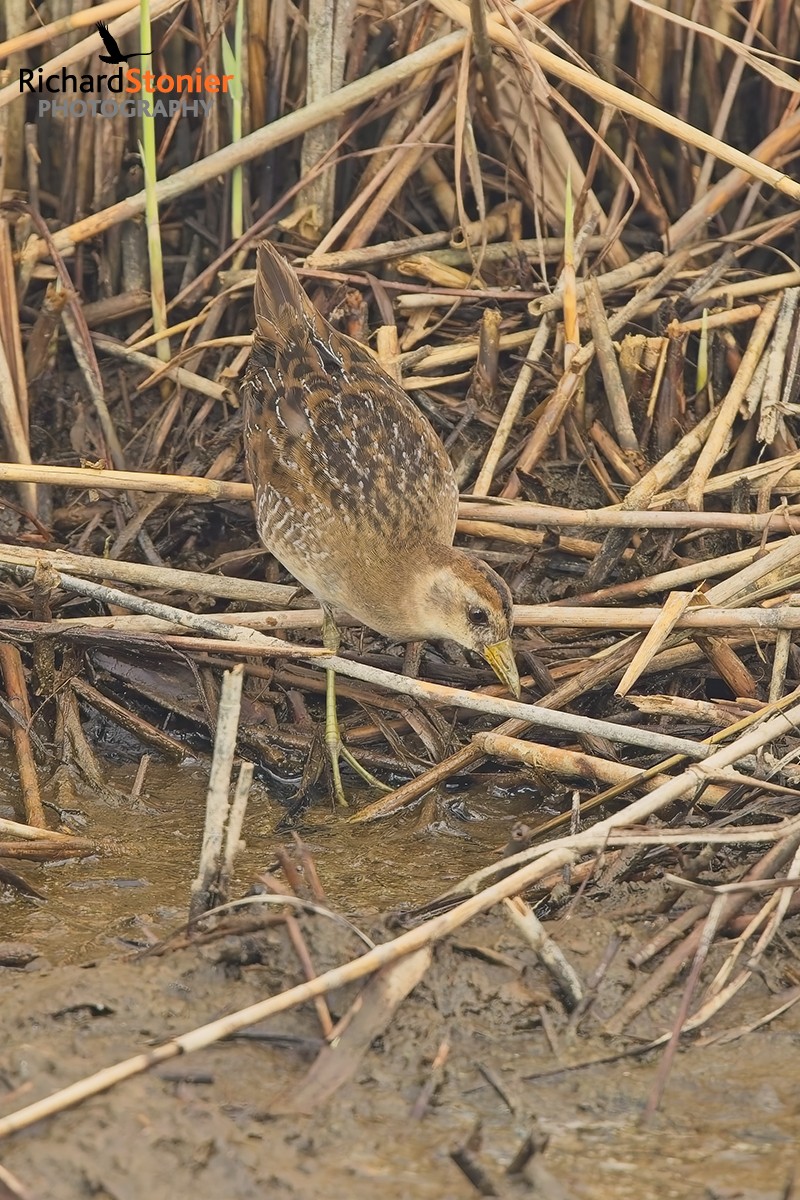 Sora