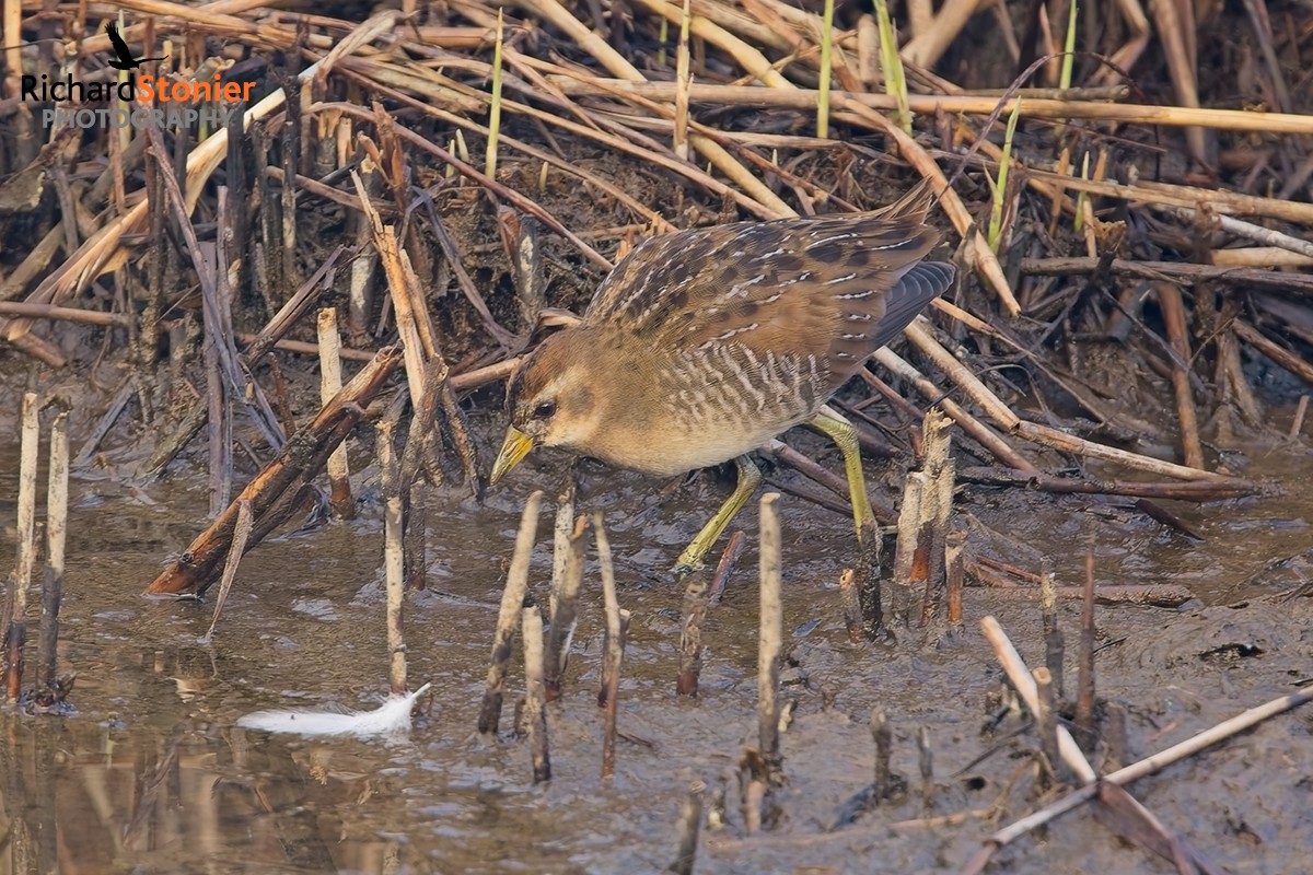 Sora