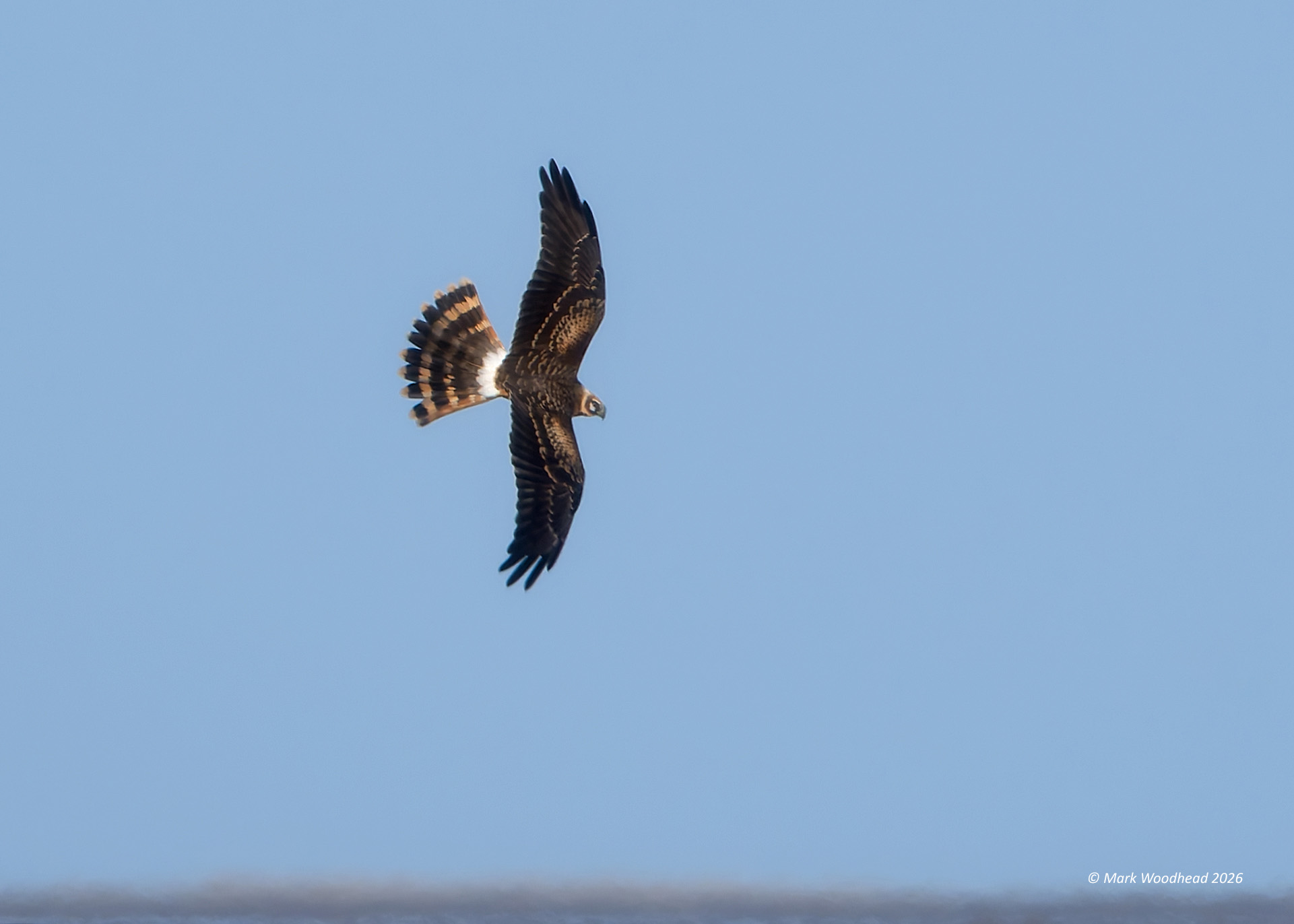 Pallid Harrier
