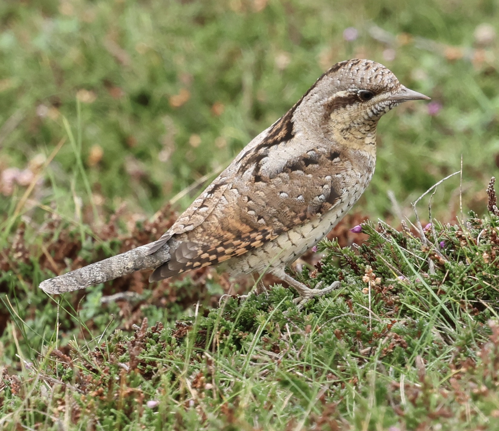 Wryneck