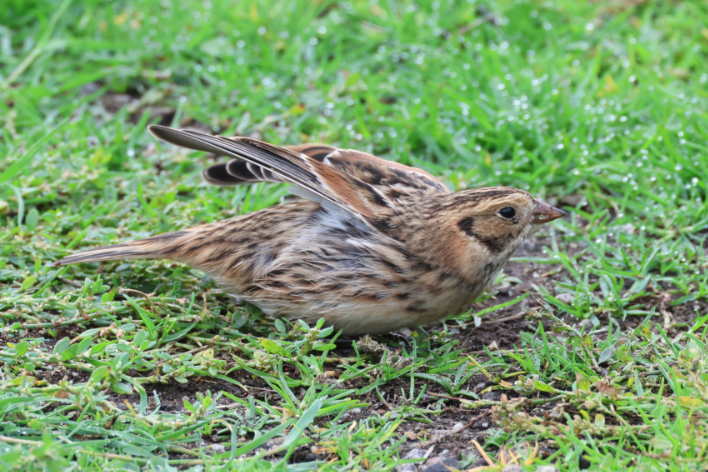 Lapland Bunting