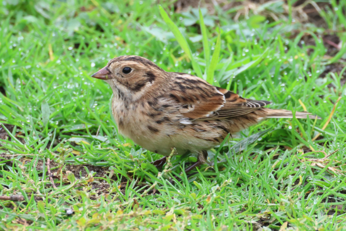 Lapland Bunting