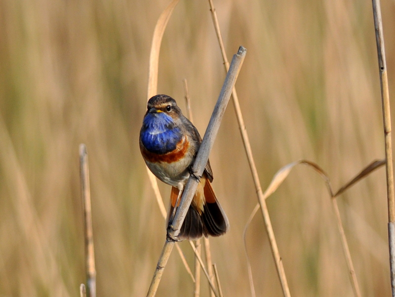 White-spotted Bluethroat