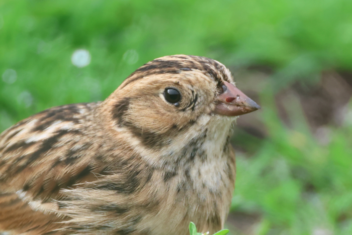 Lapland Bunting