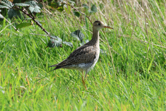 Upland Sandpiper