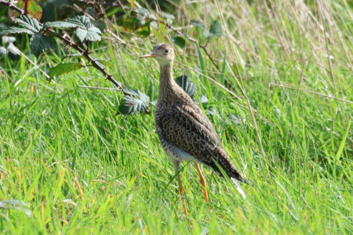Upland Sandpiper