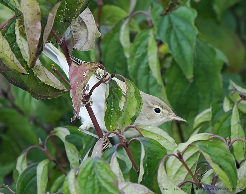 Eastern Bonelli's Warbler