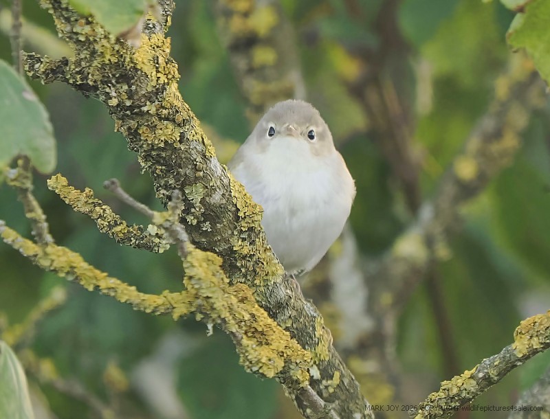 Eastern Bonelli's Warbler