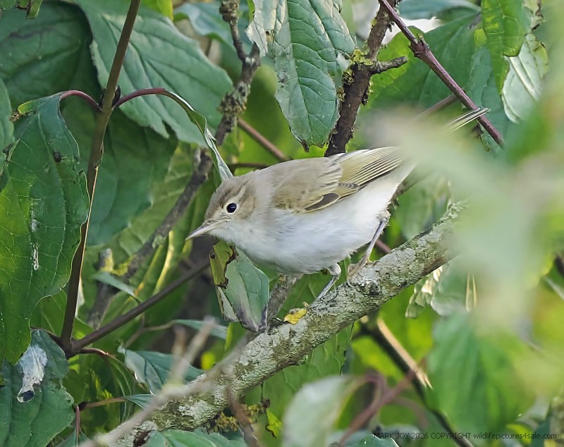 Eastern Bonelli's Warbler