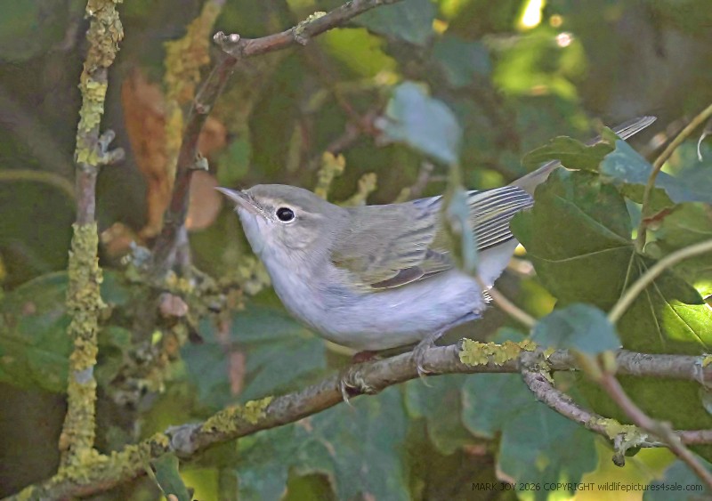 Eastern Bonelli's Warbler