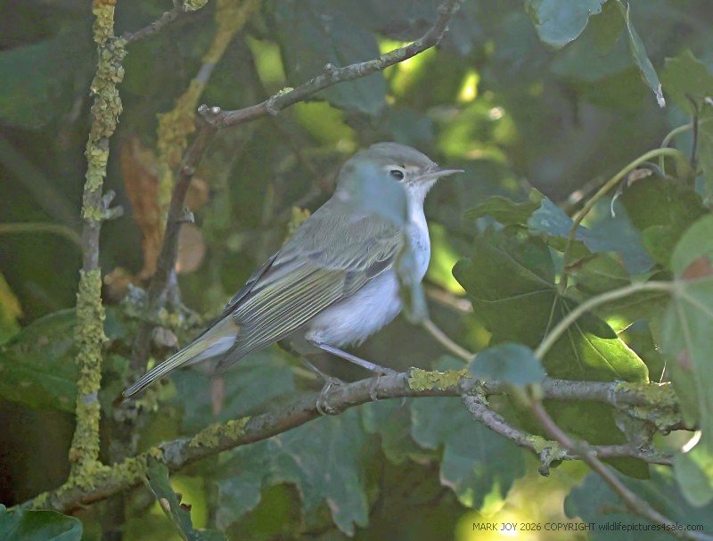 Eastern Bonelli's Warbler