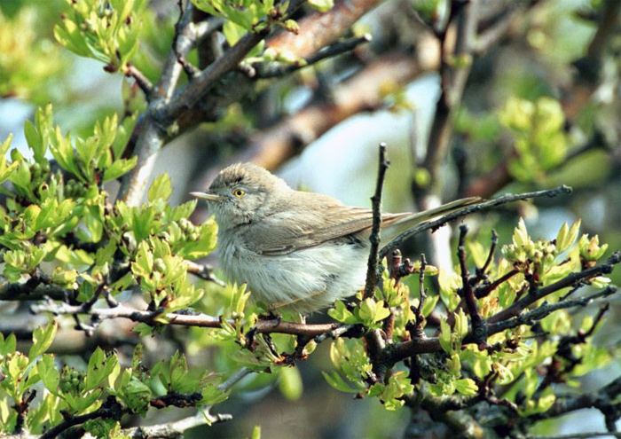 Asian Desert Warbler