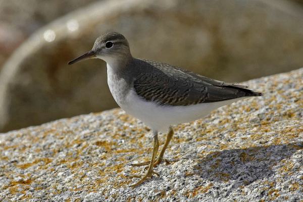 Spotted Sandpiper