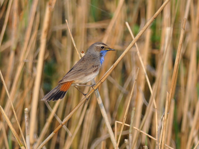 White-spotted Bluethroat
