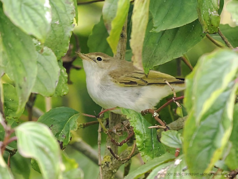 Eastern Bonelli's Warbler