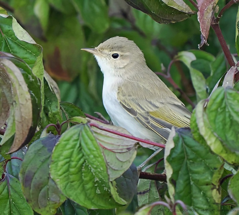 Eastern Bonelli's Warbler