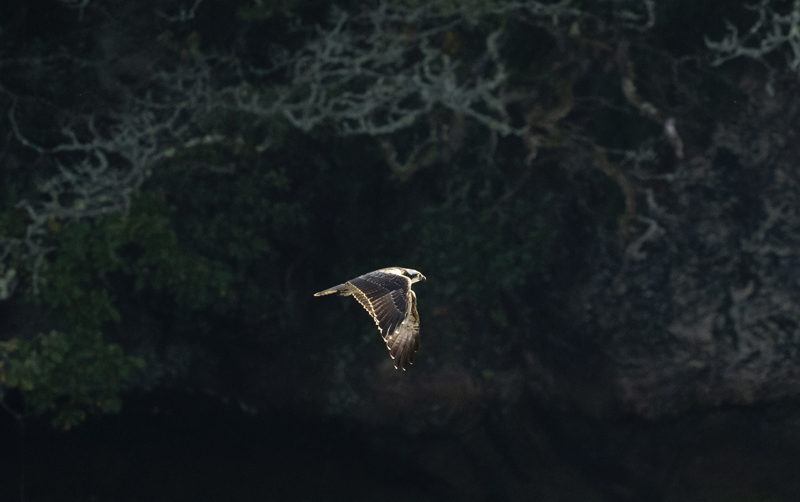 Osprey