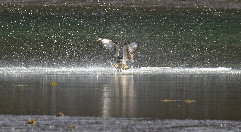 Osprey