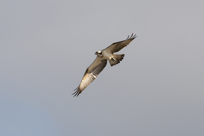 Osprey