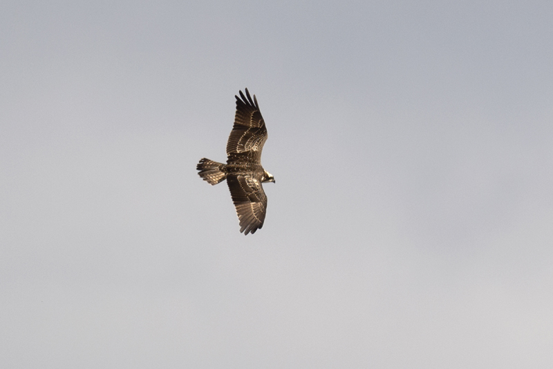 Osprey