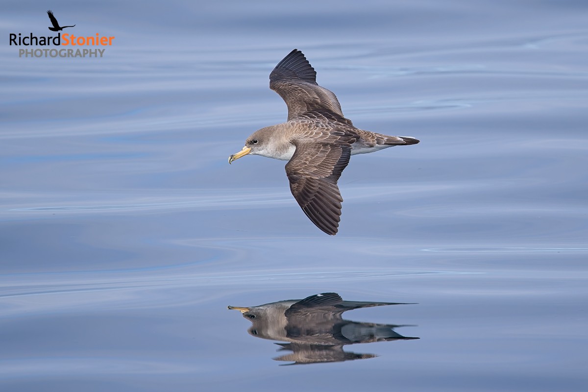 Cory's Shearwater