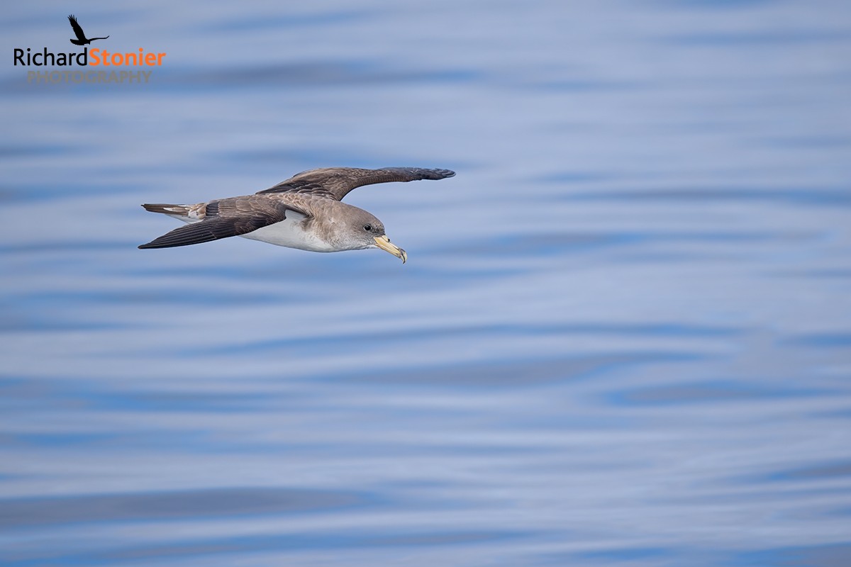 Cory's Shearwater