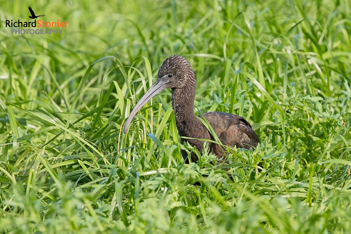 Glossy Ibis