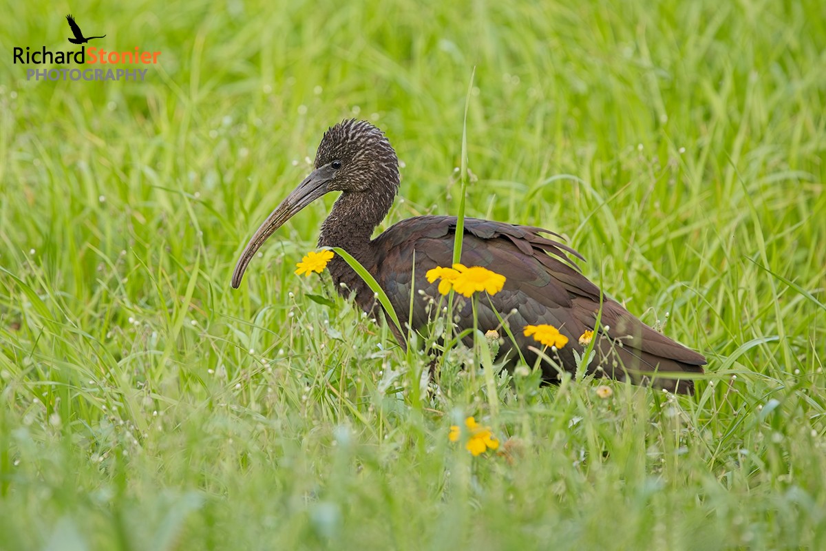 Glossy Ibis
