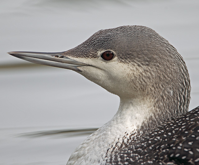 Red-throated Diver