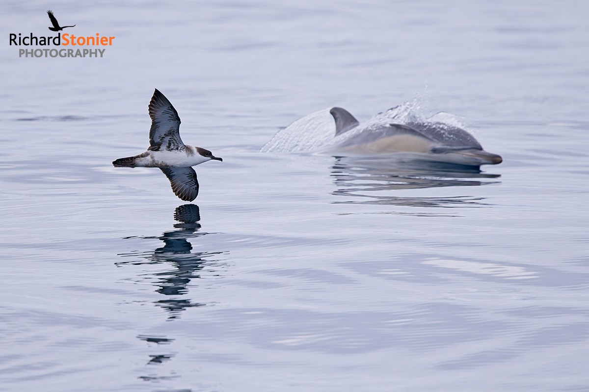 Great Shearwater