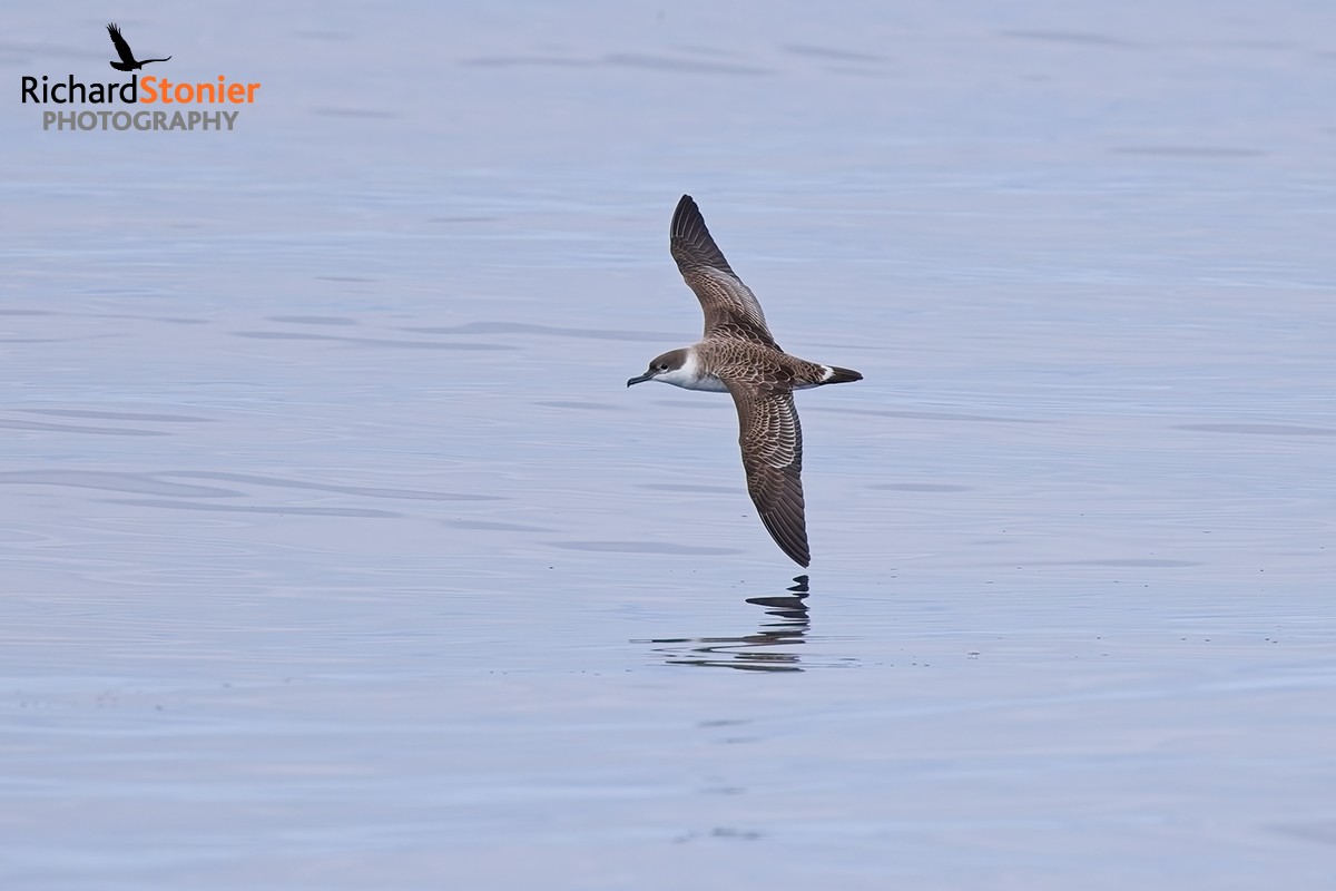 Great Shearwater