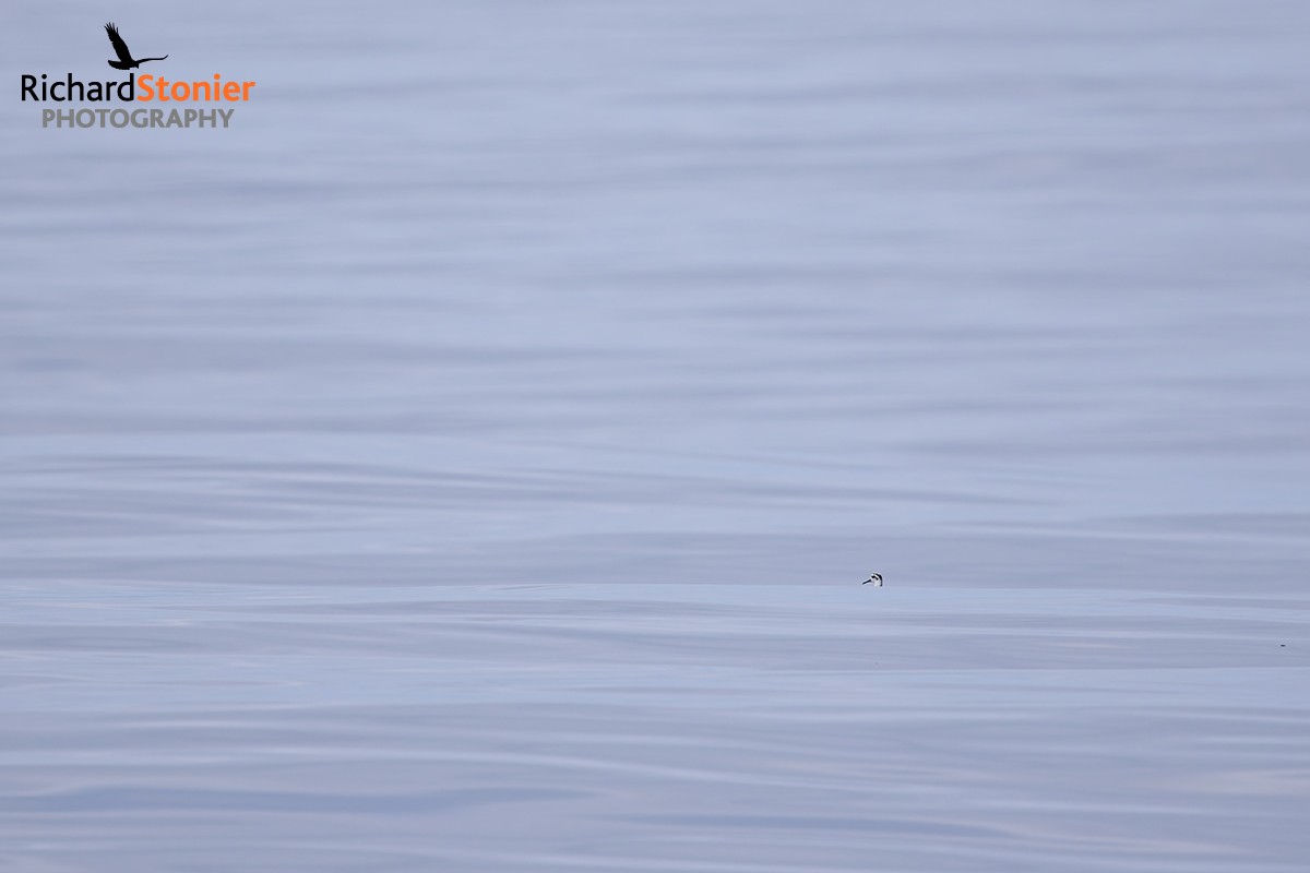 Grey Phalarope