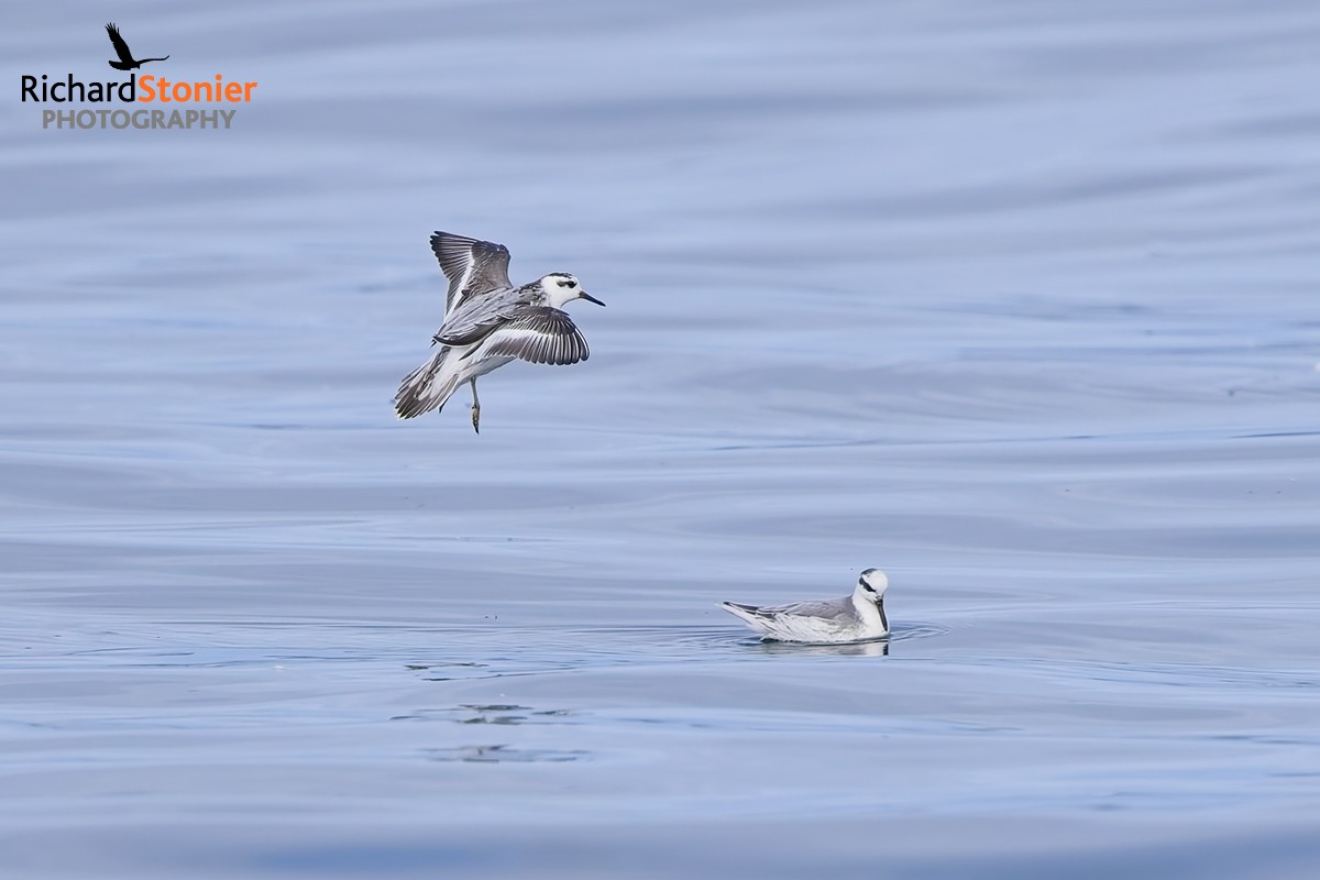 Grey Phalarope
