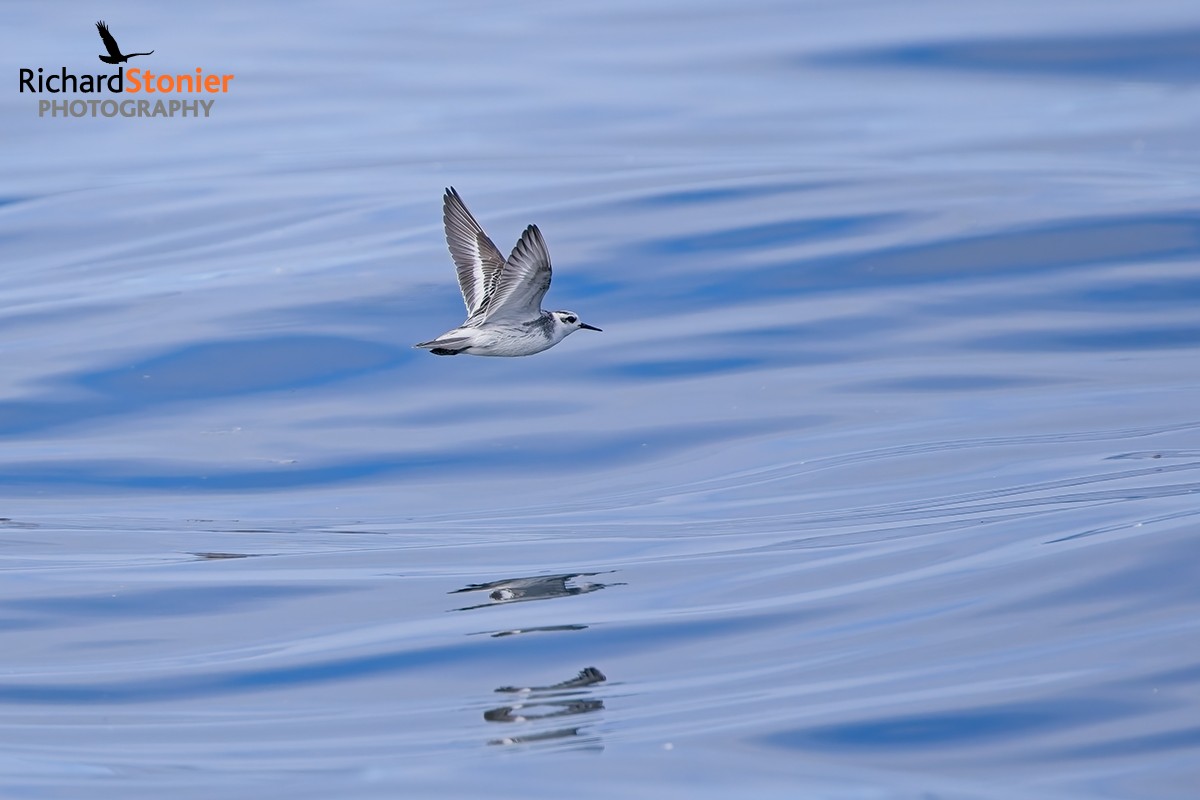 Grey Phalarope