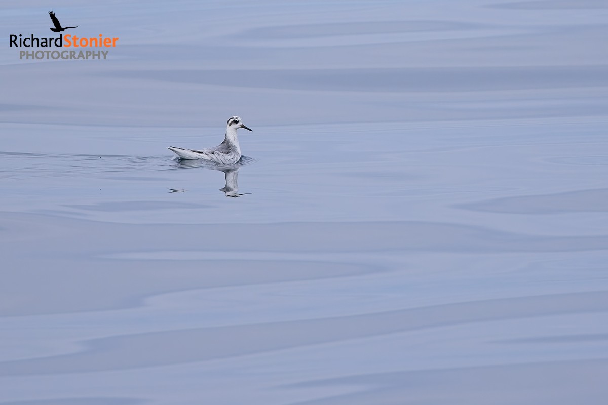 Grey Phalarope