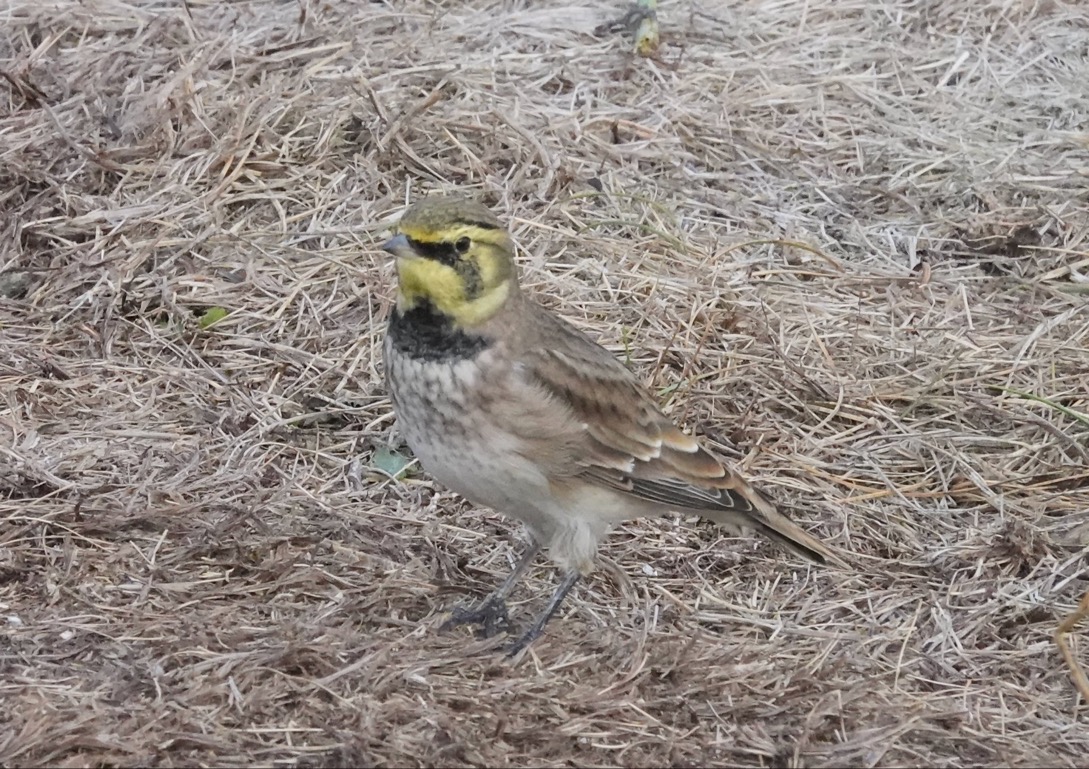 Shorelark