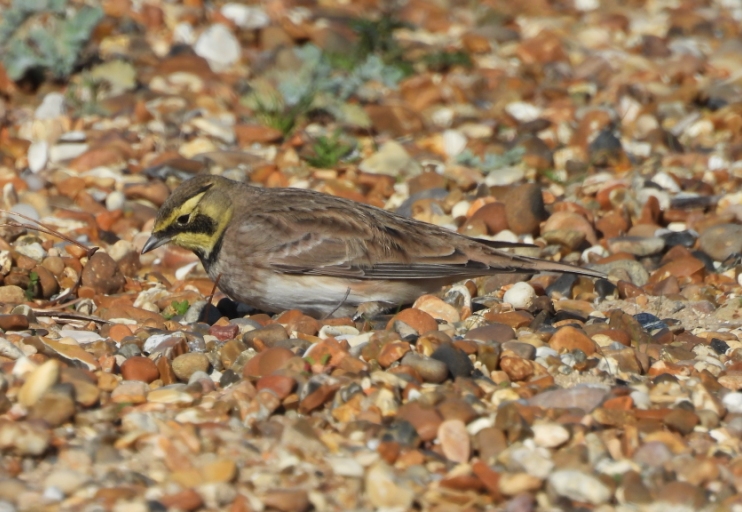 Shore Lark