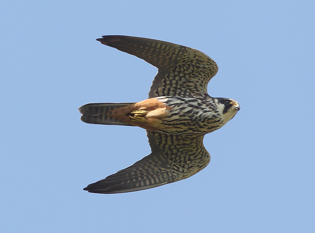 Hobby