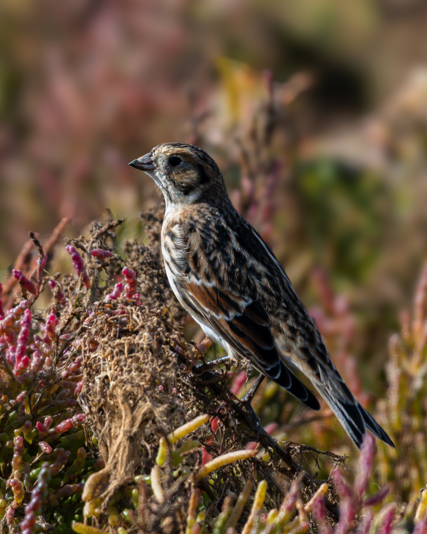 Lapland Bunting