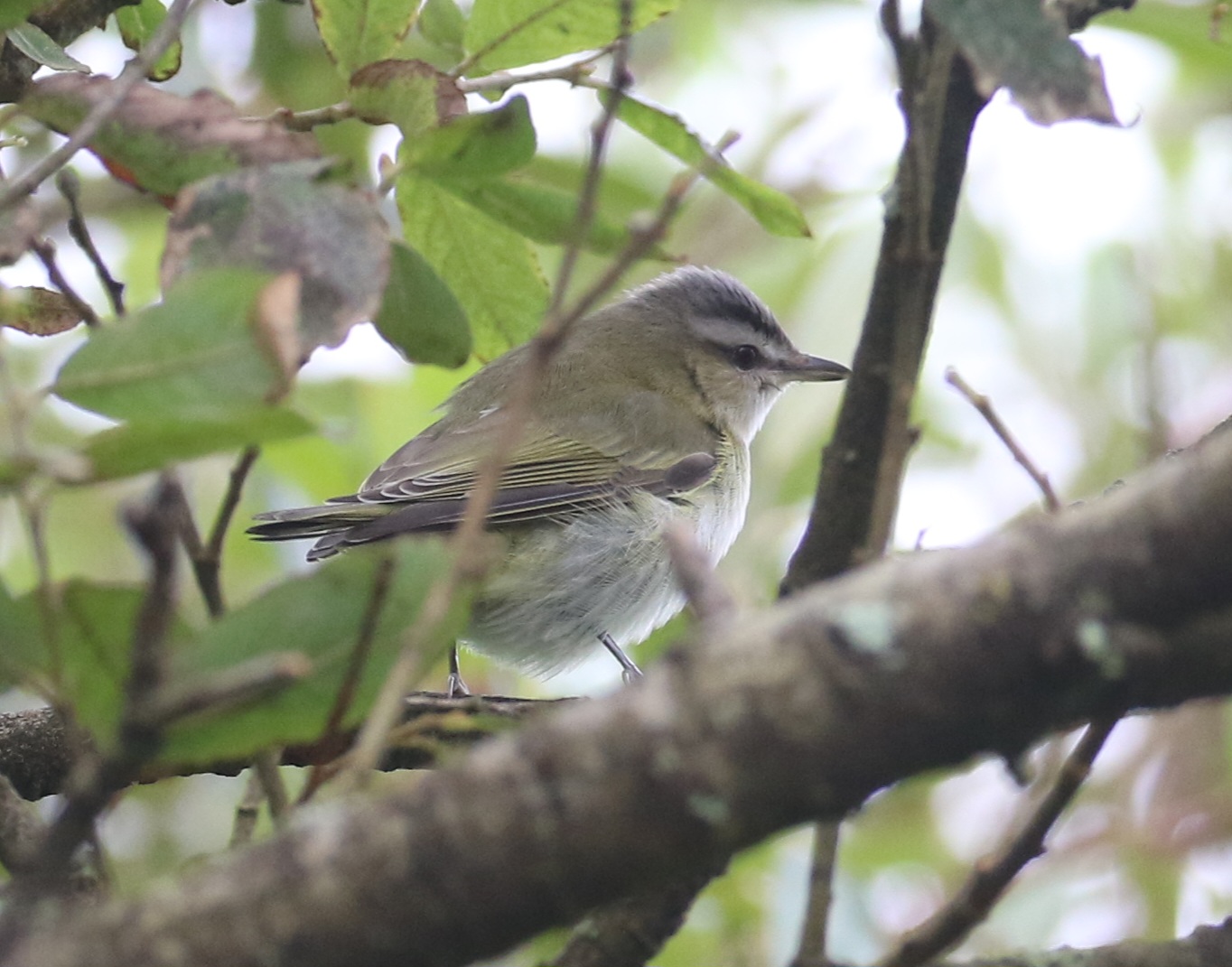 Red-eyed Vireo