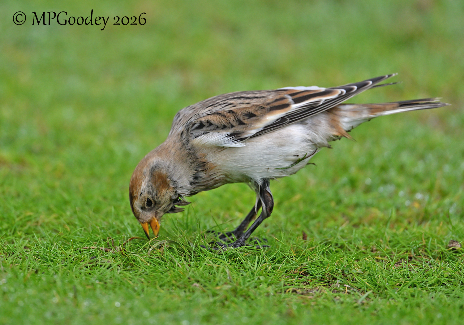 Snow Bunting