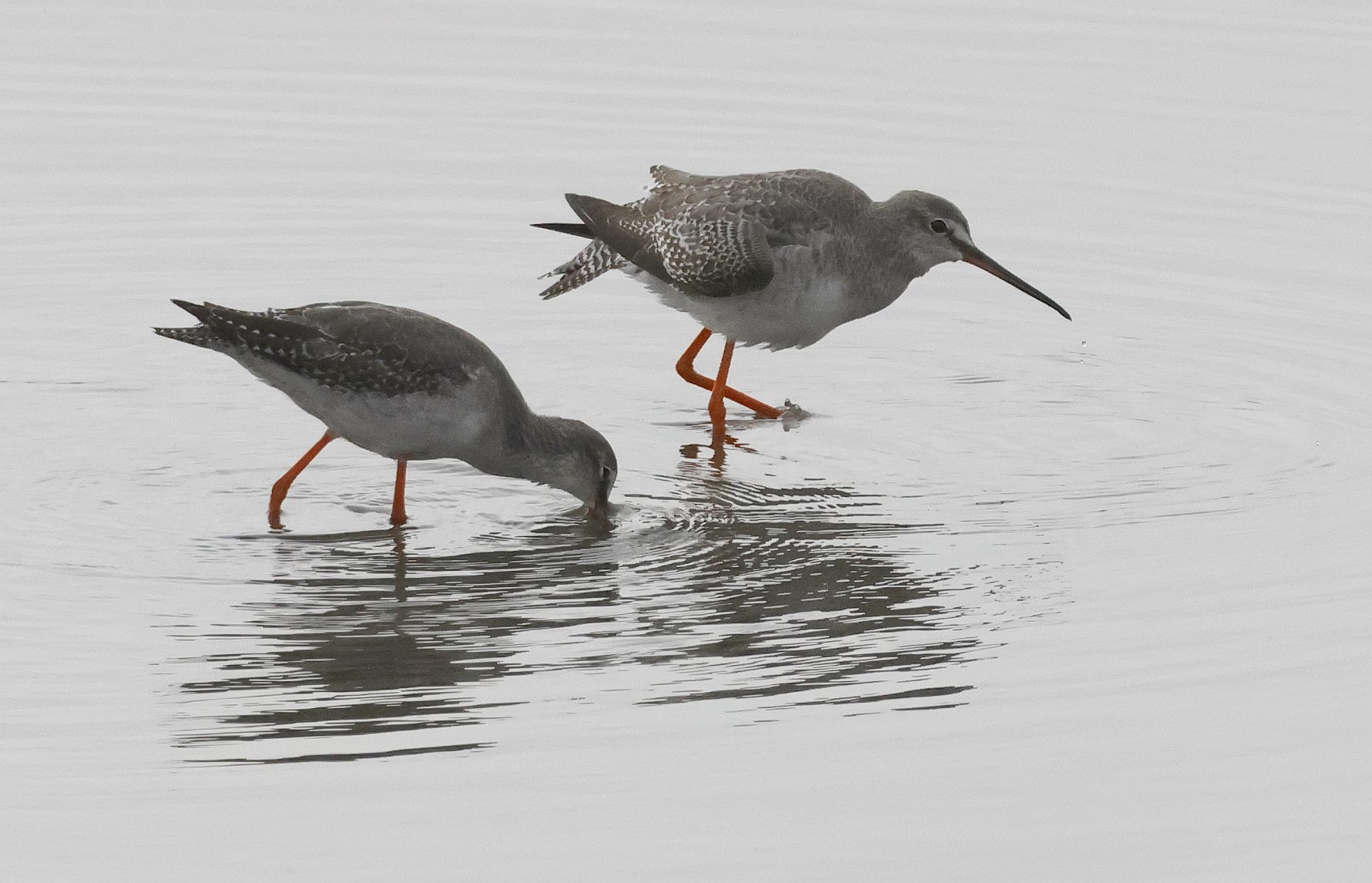 Spotted Redshank